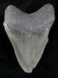 Serrated Megalodon Tooth - Savannah, Georgia #21229-2